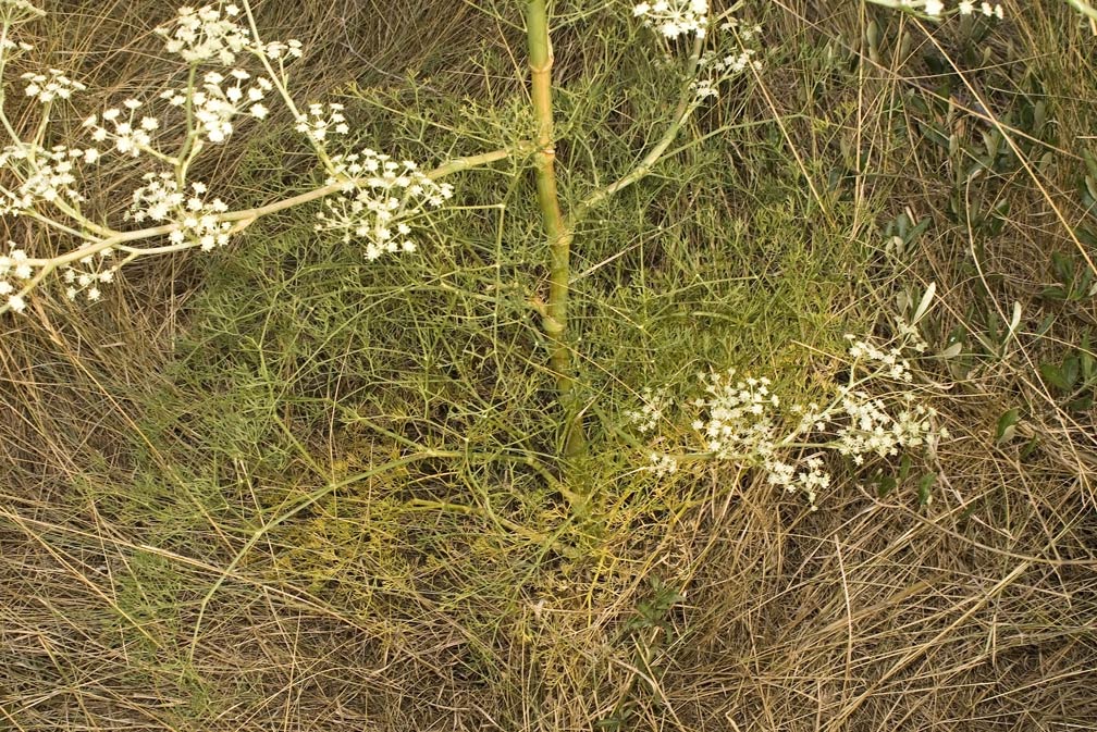 Seseli tortuosum / Finocchiella mediterranea